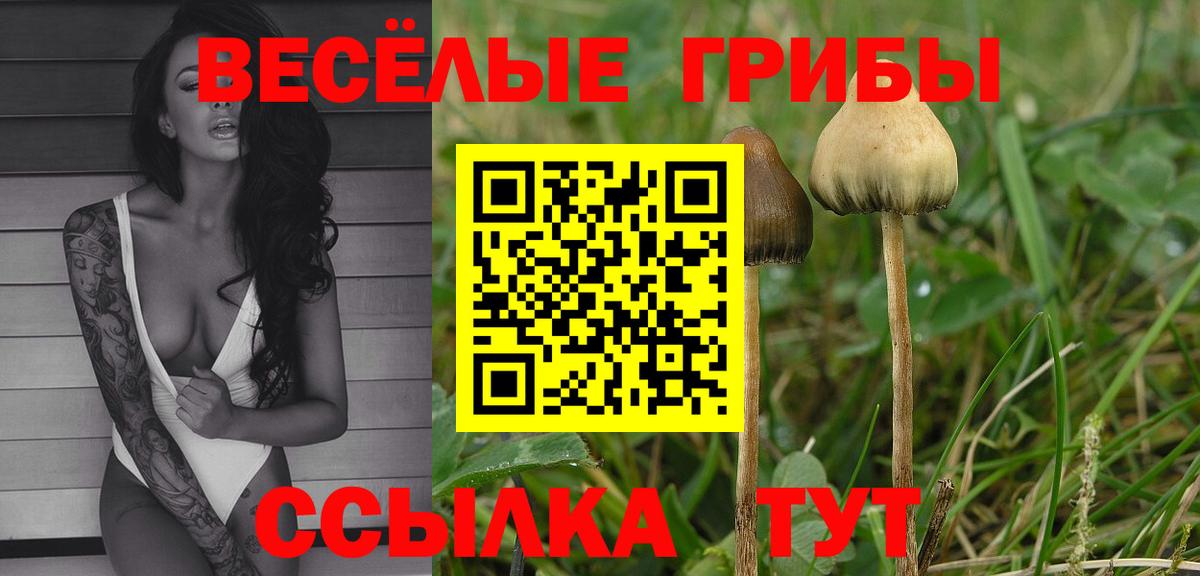 Псилоцибиновые грибы мицелий Ессентуки